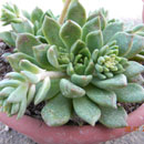 Echeveria Gilva