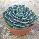 Echeveria Kirchneriana