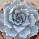 Echeveria Lilacina